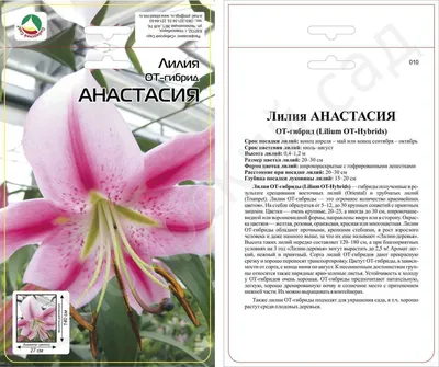 Лилия ОТ-Гибриды Анастасия с доставкой! 🌱 [778934]