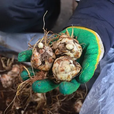 Лилия ОТ-гибрид Анастасия (2шт) розовый с малиновыми прожилками ПОИСК