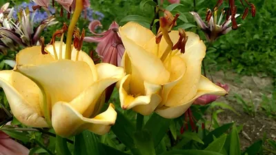 Красивая и неприхотливая лилия априкот фьюдж в моем саду | Елена Мир семян  и цветов | Дзен