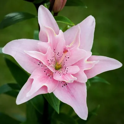 Саженцы Лилия азиатская Candy Blossom (Кэнди Блоссом) купить в Орске цена  221 руб. | Мои Саженцы