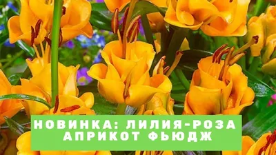 Купить луковицы лилий недорого с доставкой по России
