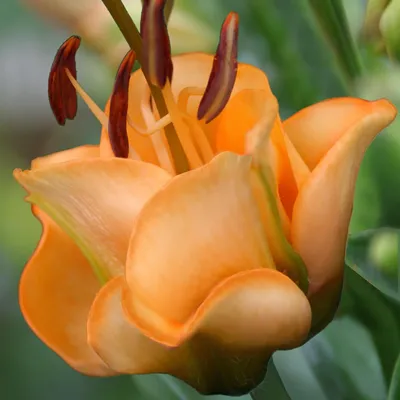 Знакомьтесь – лилия Эприкот Фьюджи... | Интересный контент в группе  \"Садовое Подворье \"-растения для вашего сада.