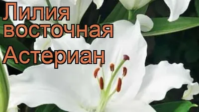 Купить Срезка лилий ASTERIAN - Тюльпаны к 8 марта 2022г - БотаникШоп  Смоленск
