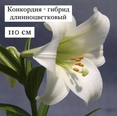Лилия - 72 фото