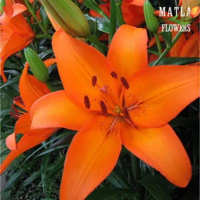 Лилии - красавицы всем на свете нравятся! | Декоративные растения на даче |  Дзен