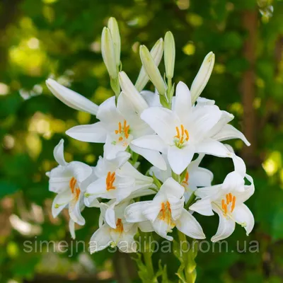 Лилия лекарственная душистая белоснежная (Кандидум)( Lily medicinal  fragrant snow-white (Candida) bulb): продажа, цена в Мелитополе. Рассада и  саженцы цветов от \"Сімейна Садиба\" - 1305044281