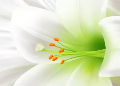Все о белой лилии: лечебные свойства, посадка и уход в открытом грунте