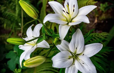 Маска для волос OTACI Увлажняющая травяная с белой лилией /Moisturizing  Herbal Hair Mask with White Lily - «Травяная маска для волос с белой лилией  от бренда \"OTACI\", придает волосам невероятную гладкость, и