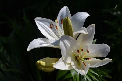 Лилия комнатное растение с белыми цветами - 66 фото