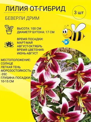 Купить лилии деревья (луковицы) по выгодной цене в Москве