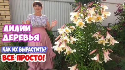 Лилия Беверли Дрим 1 шт. – купить луковицы цветов в питомнике \"КСП\" с  доставкой по России