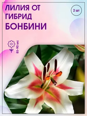 Лилия Буги Вуги - Садовый центр «СадОК»
