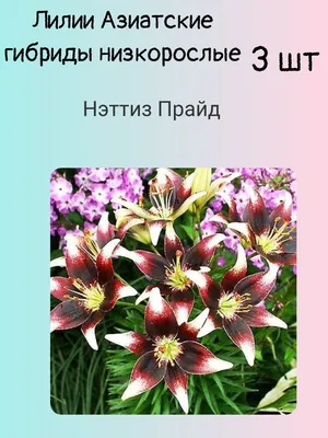 Лилия 'Бонбини' (белая с розовым) купить по цене 260,00 руб. руб. в Москве  в садовом центре Южный