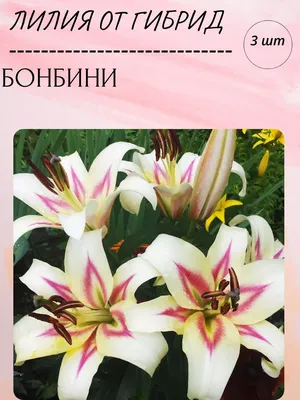 Купить лилии деревья (луковицы) по выгодной цене в Москве