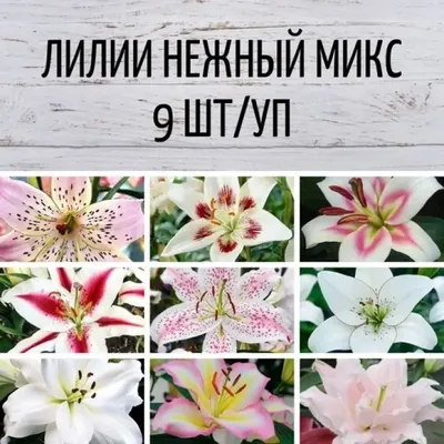 От гибриды лилий — купить по низкой цене на Яндекс Маркете