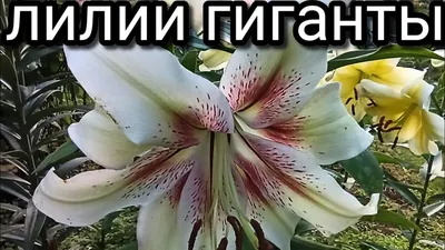 Луковицы цветов и корни : Лилия ОТ гибрид Boogi Woogi