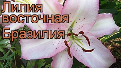 Лилия восточная Бразилия луковица 14/16 по цене 65 ₽/шт. купить в Москве в  интернет-магазине Леруа Мерлен