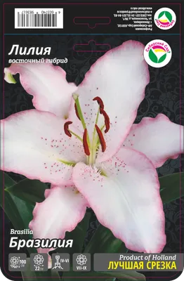 Лилия Бразилия (Lilium Brasilia) — купить по низкой цене на Яндекс Маркете