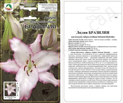 Лилия Восточная Бразилия – купить луковицы и саженцы в интернет-магазине  Лафа с доставкой по Москве, Московской области и России