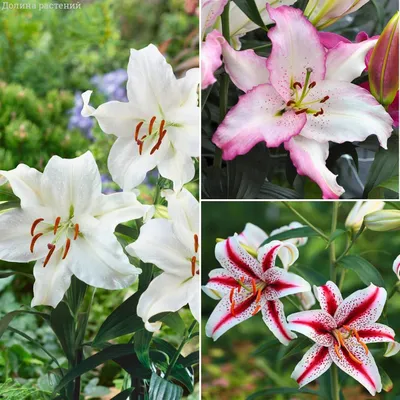 Лилия Brasilia (Бразилия)🌷 - купить луковицы и клубни в Украине |  FLORIUM.UA✓