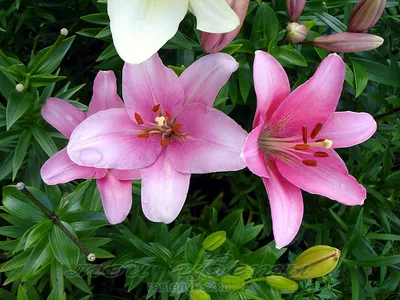 Brindisi лилия - фото - выращивание и уход, посадка, размножение, болезни и  вредители, описание - 🌷 Мои цветы