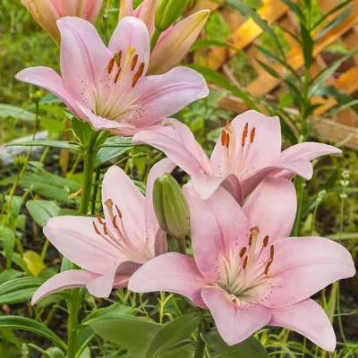 Lily | About-garden.com