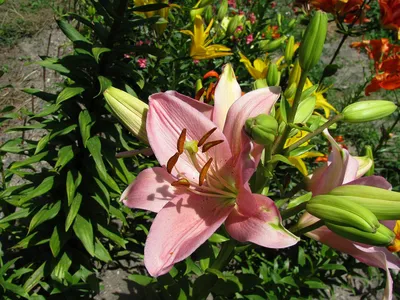 Lilium 'Brindisi' | Lily, Plants, Garden