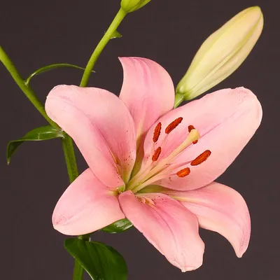Lilium Brindisi, pink Asiatic lily flower Stock Photo - Alamy