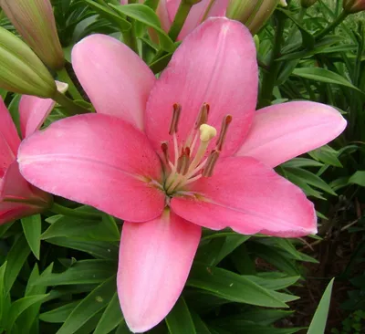 Lilium \"Brindisi\", pink Asiatic lily flowers Stock Photo - Alamy