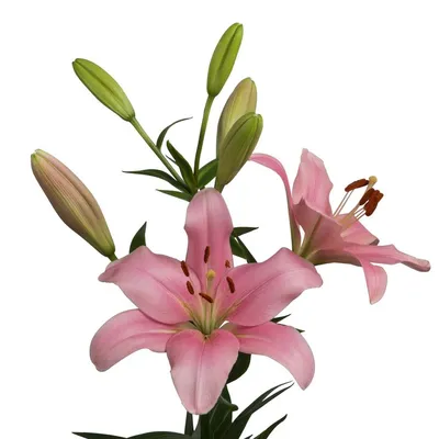 74 Different Types of Beautiful Lily Varieties