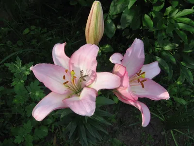 Lilium Brindisi | Pretty flowers, Pretty gardens, Pink flowers