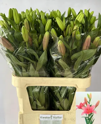 OZ Export BV - 🌸 LILIUM 🌸 🤩 The offer for the coming week concerns  various Lily species from Bredefleur! We have a reduced price for you on  Supra (Bach, Brindisi, Honesty,