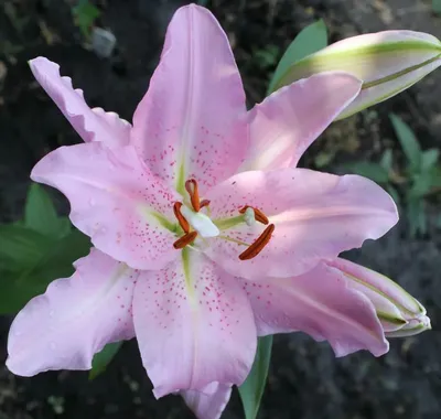 Lilium Long. x Az. Brindisi LI LA BRINDISI | Lilium | Lilium | Flowering  cutflowers | Cutflowers | All products | OZ Planten