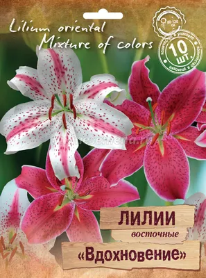 California лилия - фото - выращивание и уход, посадка, размножение, болезни  и вредители, описание - 🌷 Мои цветы