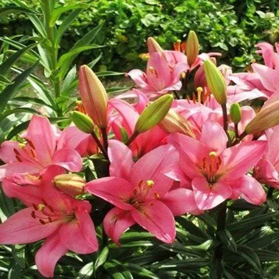 Photo of the entire plant of Lily (Lilium 'Brindisi') posted by  Altheabyanothername - Garden.org
