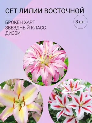 Лилия Роузлили Саманта (Roselily Samantha) - луковицы лилий купить в  Астане, заказать почтой по Казахстану, недорого в интернет-магазине