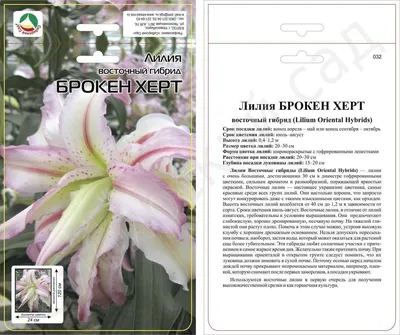 🌱 Лилия азиатская махровая Бентли по цене от 636 руб: луковицы - купить в  Москве с доставкой - интернет-магазин Все Сорта