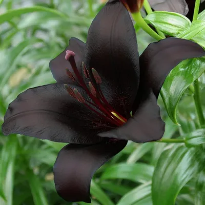Лилия черная