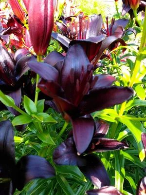 Черные лилии - 73 фото
