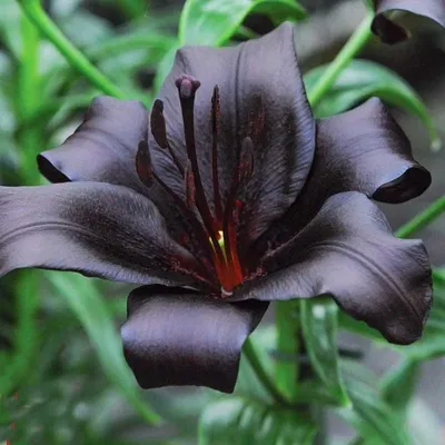 Наш прекрасный мир. - Японская чёрная лилия с ароматом шоколада и ванили. |  Facebook
