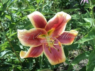 Лилия Дебби ОТ-гибрид (Lilium OT hybrid Debby) (ID#1177498865), цена: 50 ₴,  купить на Prom.ua