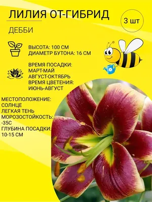 Галерея Цветов Лилия ОТ-гибрид Дебби / луковицы