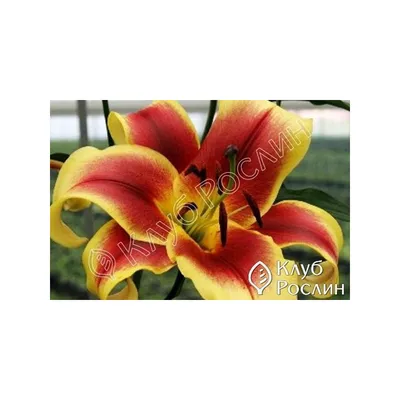 Euroblooms Lily Oriental Debby, 6 Flower Bulbs - Walmart.com