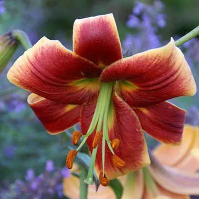 Photo of the bloom of Lily (Lilium 'Debby') posted by pixie62560 -  Garden.org