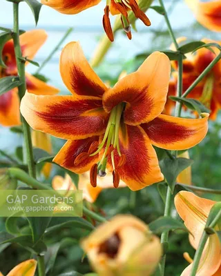 Лилия от-гибрид Дебби (lilium ot-hybrid debby) 🌿 лилия Дебби обзор: как  сажать луковицы лилии Дебби - YouTube