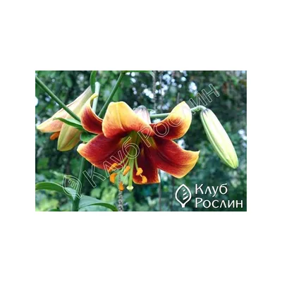 Lilium Debby... stock photo by Visions, Image: 0985697