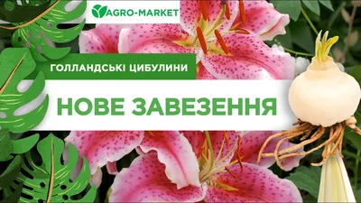 Купить лилии деревья (луковицы) по выгодной цене в Москве