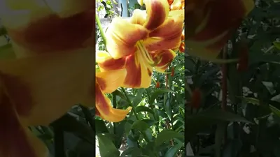 Photo of the bloom of Lily (Lilium 'Debby') posted by Calif_Sue - Garden.org