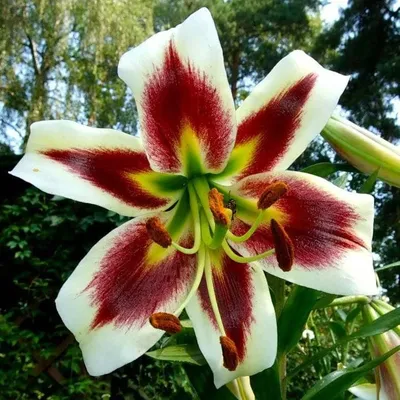 Lilie Debby – Lilium – cibulky okrasných květů