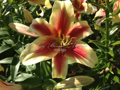 Lily Tree Sale |Debby Lily Tree | Breck's